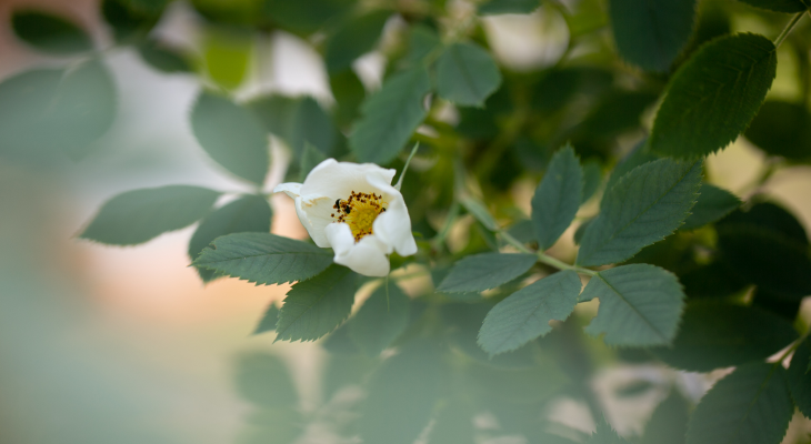 DIVJA VRTNICA – WILD ROSE v Bachovi cvetni terapiji